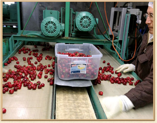 Repacking and sorting Cherries